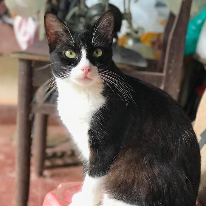 Coco Puss profile pic